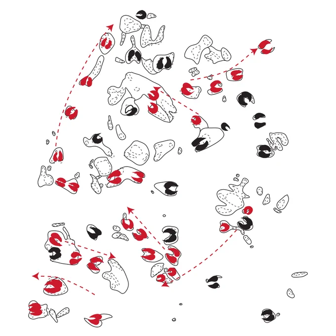 A technical drawing showing a plan of different animal hoofprints. Some are indicated in red, with arrows showing the direction that the hoofprints were travelling in. 