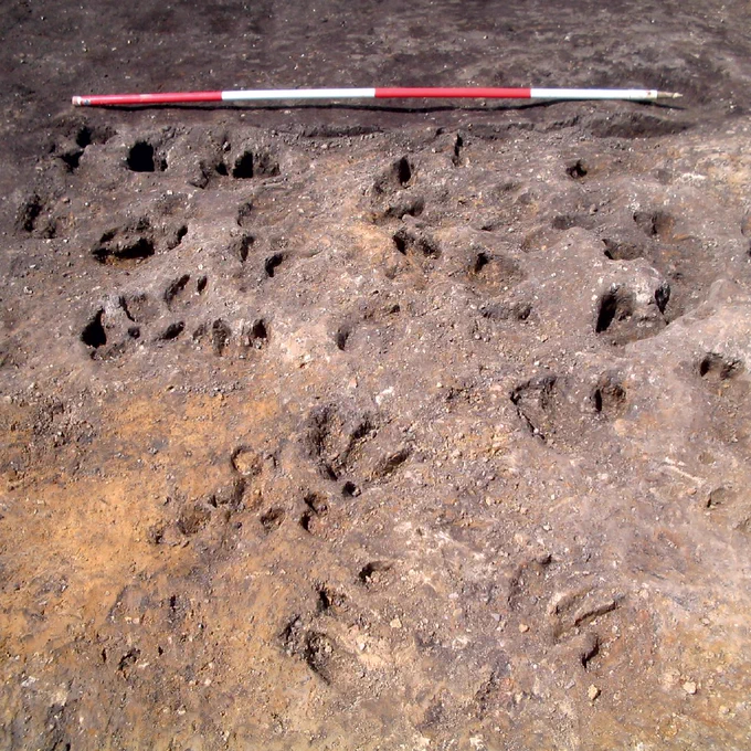 A photograph showing hoofprint impressions in the ground. These have been carefully excavated to show the outlines and the impressions the hooves made in the ground. In the background a 2m scale shows the size of the area. 