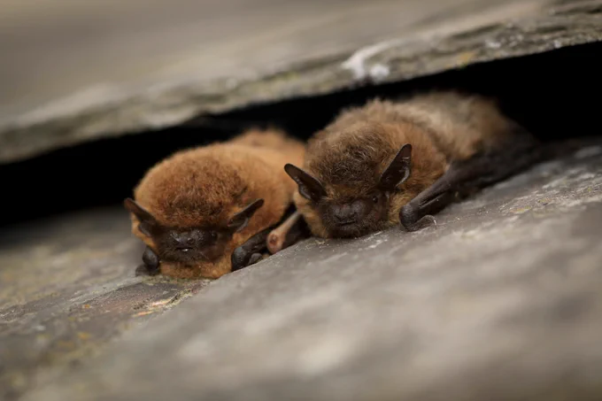 Two bats nesting in roof tiles. Copyright Tom Marshall.