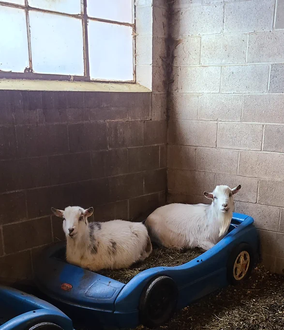 To white goats sit butt to butt in a toy car filled with straw.