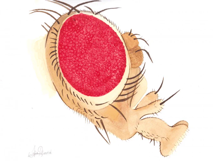 An illustration of a golden fish