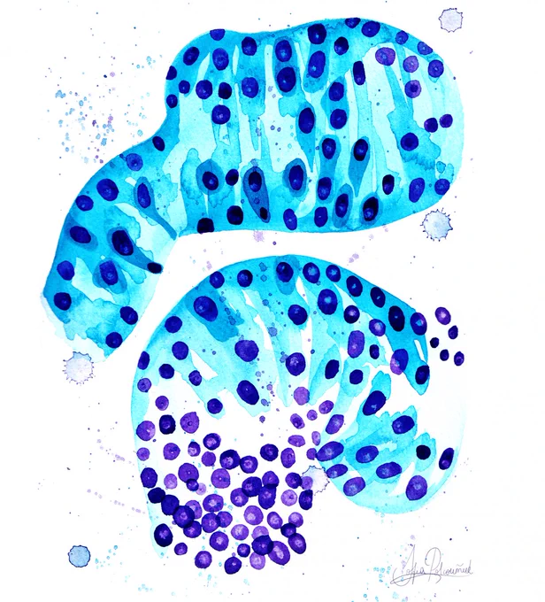 An illustration of the proliferation of a cell