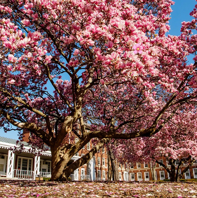 An emoji flower among a magnolia tree