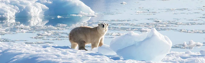 Image of a wild polar bear standing an ice floe, with bits of melting ice forming puddles. Both the foreground and background show chunks of ice.