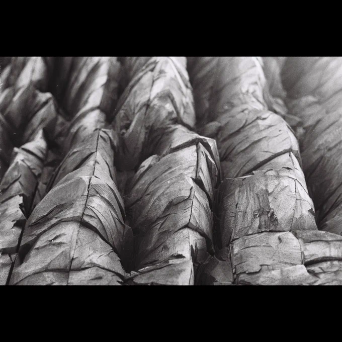 Black and white photo that appears to be an up-close view of wood or rocks (of perhaps some other grooved surface, zoomed in)