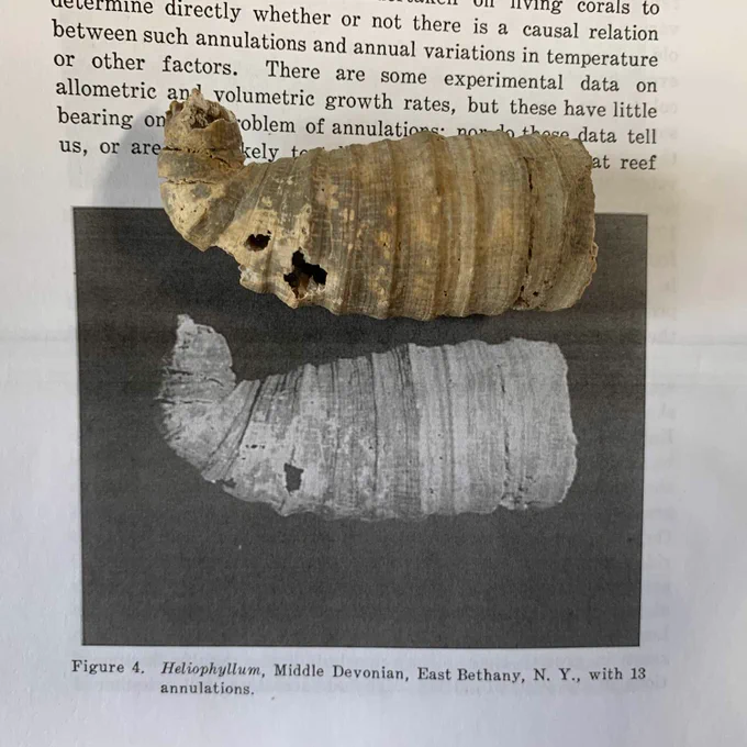 Photograph of rugose coral specimen PRI 83105 sitting on top of a paper reprint of John Wells's 1966 paper showing a figure of the same specimen.