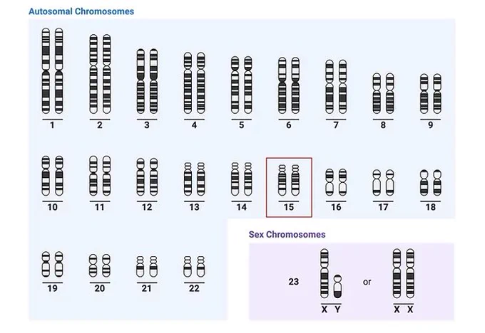 Started in April 2021: altered gene expression profiles impair the nervous system development in individuals with 15q13.3 microdeletion. 15q copy number syndromes are associated with intellectual disability, autism, epilepsy, and schizophrenia, which may be determined already prenatally. For a better delineation of the dirver genes we seek differentially expressed genes, which are expressed prenatally and switched off in adult brain. Many thanks to our patients and their families for pushing the research further. Looking forward to seeing soon online and discuss with you the implications of our results. 