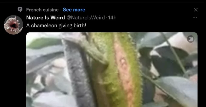 An image of a tweet posted account called “Nature Is Weird”, captioned “A chameleon giving birth!”.  Twitter has categorized the tweet as “French cuisine”, with a “See more” link.