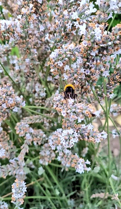 Fluffy buff tailed bumblebee, face on drinking from lavender. 