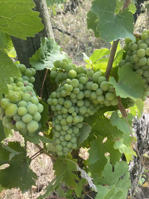 Grappe de raisin Chenin