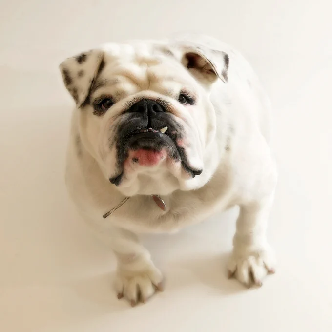Bulldog Pic
