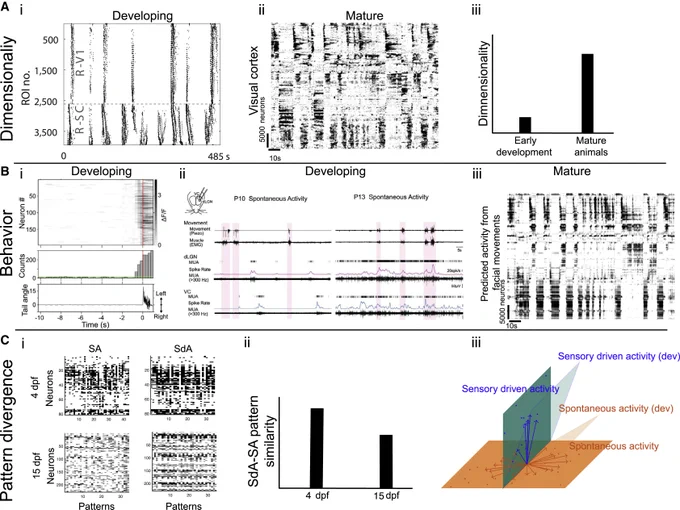 Neural activity in visual areas starts out during development as low dimensional (all neurons active or inactive together). Then as the animal matures, activity becomes more high dimensional and it becomes more driven by the behaviors of the animal. Also, in mature animals, external stimuli, like objects the animal sees, drive neural activity patterns which are distinct from the patterns driven by behavior.