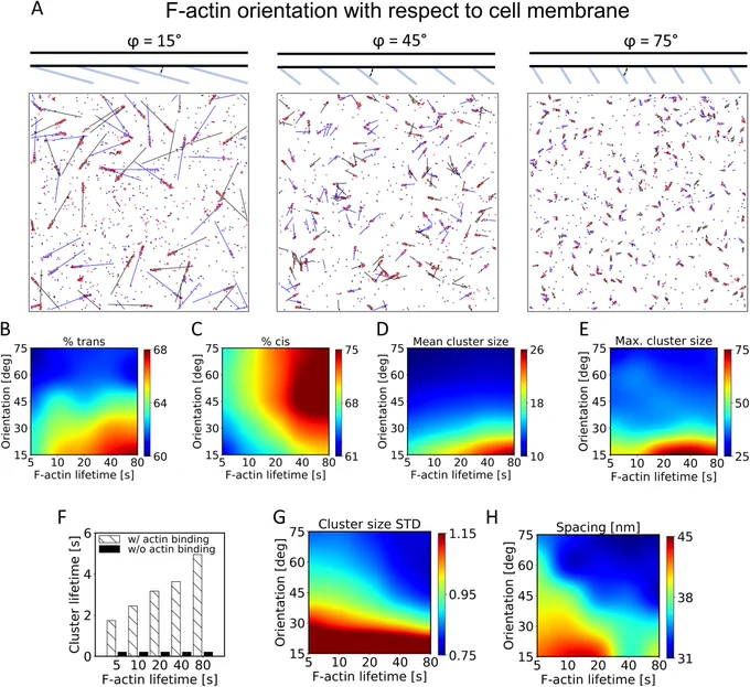 Image from paper shows the effect on cadherin (trans-dimer cadherin in red, cis interactions in black and blue) patterning at cell-cell junctions by the orientation of actin filaments (blue lines) relative to the cell membrane. 