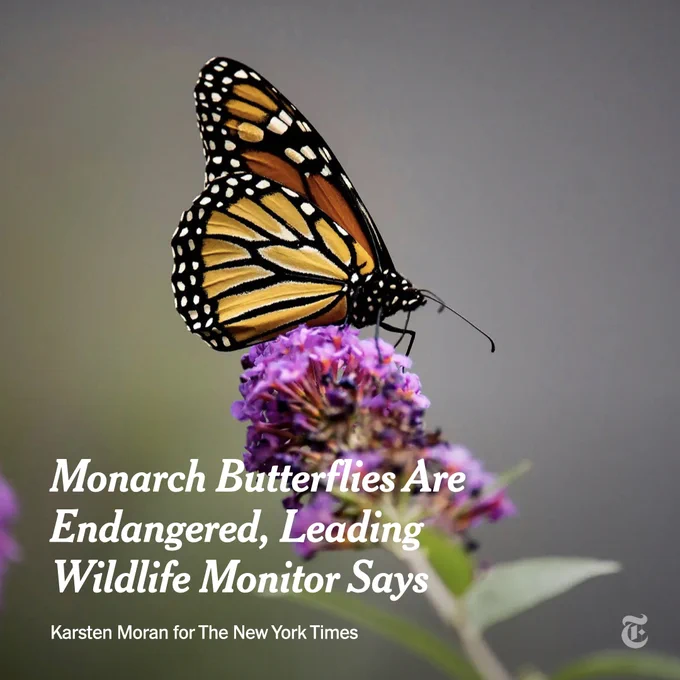 A monarch butterfly rests on a purple flower. White text reads: Monarch Butterflies Are Endangered, Leading Wildlife Monitor Says. Photo by Karsten Moran for The New York Times