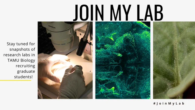 Stay tuned for snapshots of research labs in TAMU Biology recruiting graduate students! Join My Lab