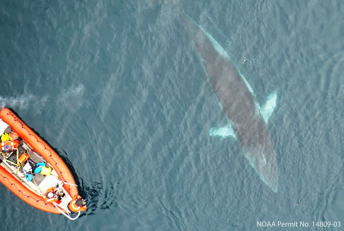drone image of a minke whale & zodiac in Antarctica