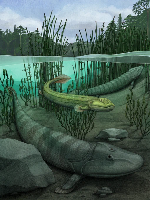 Underwater scene featuring the newly described fish Qikiqtania alongside two individuals of the larger Tiktaalik, in a setting of horsetails and macroalgae. On shore various tree-like lycophytes are visible.