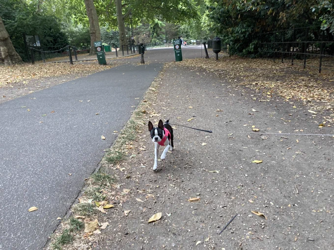 Puppy running in a big park