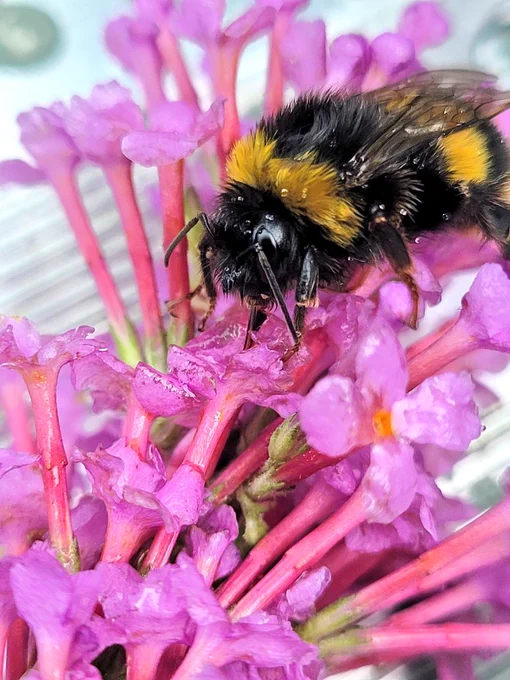 Wet thirsty bee drinking from buddleia 