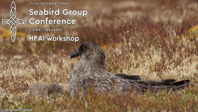 A brown skua and its nestling on New Island, Falkland Islands/Malvinas, with the logo for the 15th International Seabird Group Conference held at Cork, Ireland.
