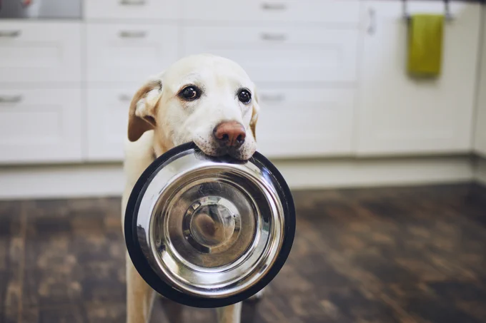 Yellow Labrador Retriever is holds dog bowl in his mouth in a home kitchen.
