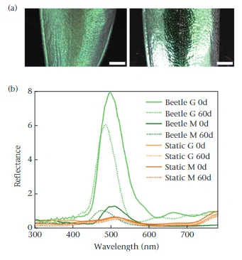 Image is a screenshot of the feature paper showing microscopy images illustrating the effects of the matte and glossy varnish on the jewel beetle elytra. And also, a plot for measurements of reflectance spectra.