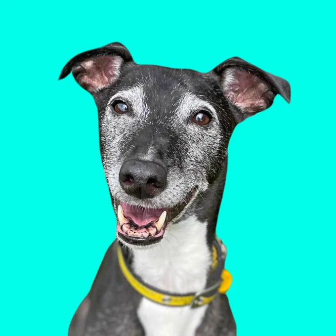 A photo of Sully, a grey and white 10-year-old Lurcher, against a photoshopped turquoise background. Sully's mouth is open and his ears are slightly pricked up. He is wearing a yellow Dogs Trust collar.
