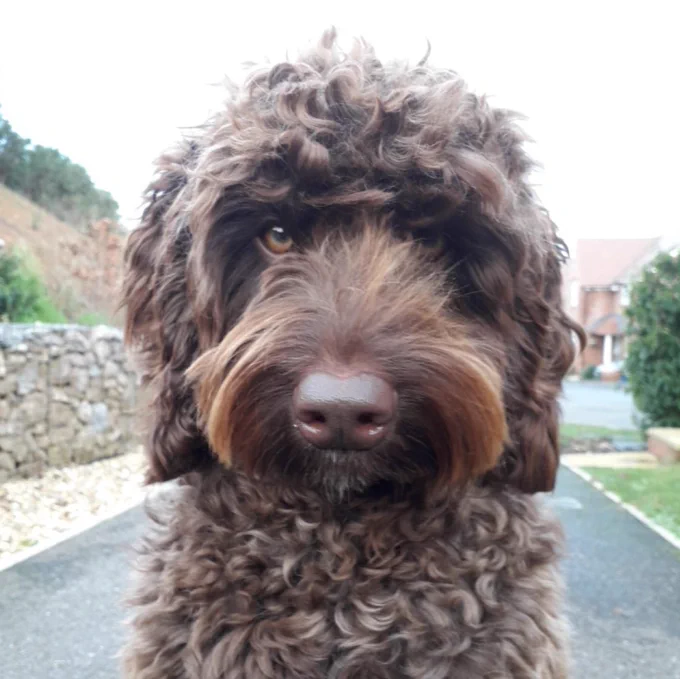 Digby the dog - a curly haired rescue dog is pictured. He has brown curly hair and a brown nose and amber brown eyes. 