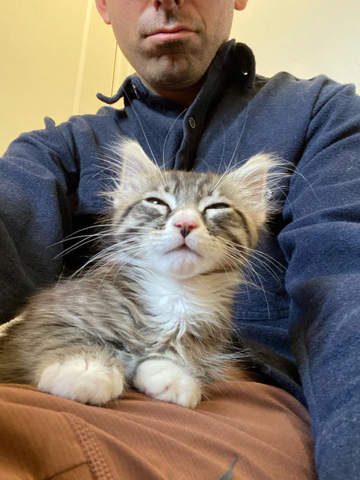 Fuzzy, cute, white, grey, and sleepy kitten.