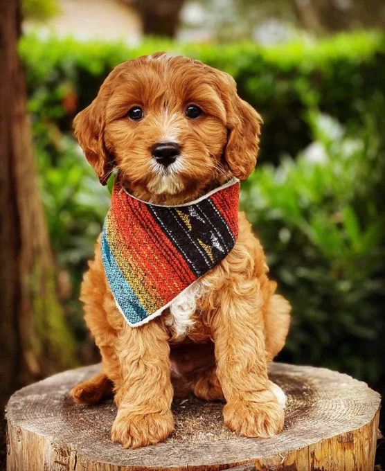 Luca