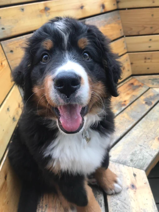 Fabio