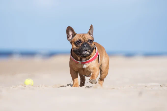 Frenchie