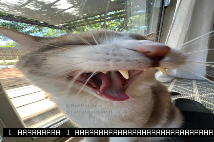 Panko the cat yawns, her face incredibly close to the camera. Her jaw is wide open.

Caption (cut off at the edge of the frame): [ AAAAAAAAA ] AAAAAAAAAAAAAAA