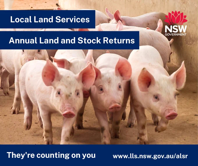 Local Land Services 
Annual Land and Stock Returns 
They're counting on you
www.lls.nsw.gov.au/alsr

Little pigs walking towards the viewer.