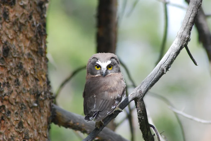 A fledgling Northern Saw-whet Owl sits on a branch.