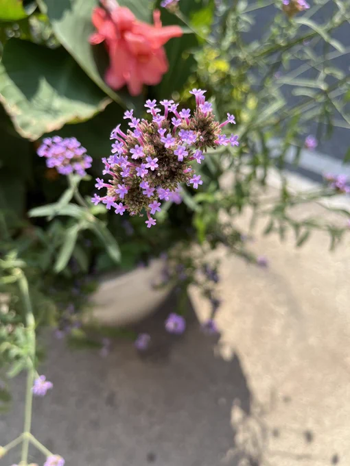 Tiny purple flowers growing out of a large plantar.