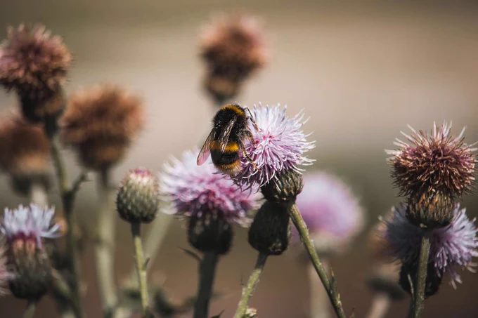 A bee on flowers
