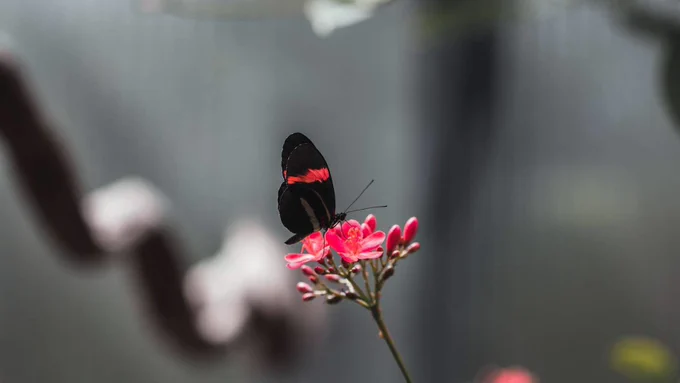 A butterfly on a flower