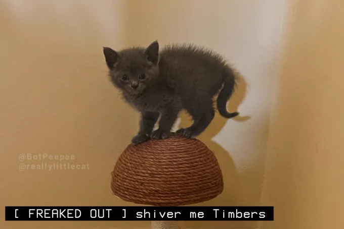 Party Hat the kitten stands atop a cat tree, puffed up cautiously.

Tone description: FREAKED OUT
Caption: shiver me Timbers