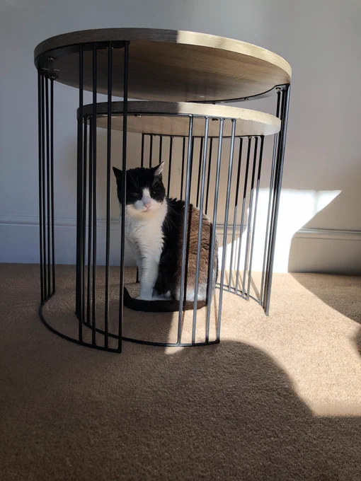 A black and white cat sat under a table