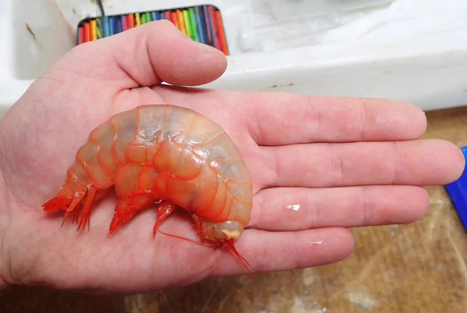Deep sea Amphipod on a palm