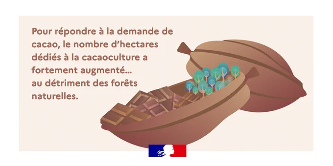Pour répondre à la demande de cacao, le nombre d'hectares dédiés à la cacaoculture a fortement augmenté... au détriment des forêts naturelles.