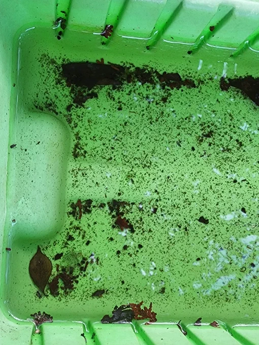 Yep, there are mosquito larvae & pupae in this kids toy dump truck. With or without larvae, it's time to dump the water load