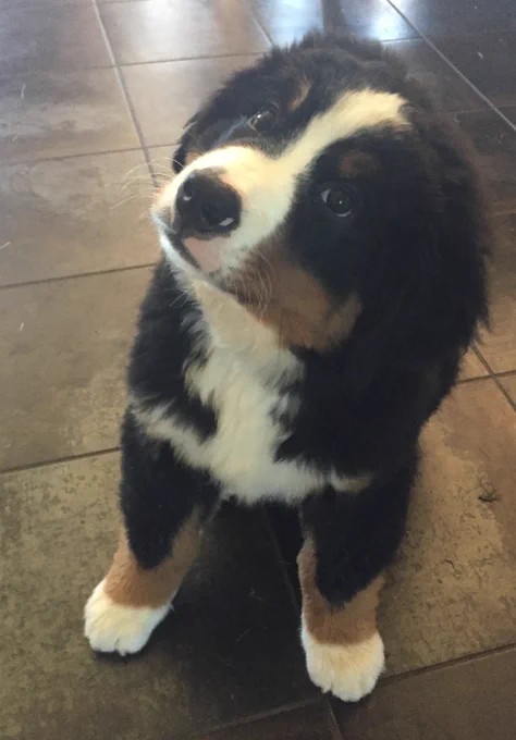 A Berner tilting his head looking at you