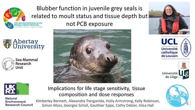 Image of title slide of talk: Blubber function in juveniles grey seals is related to moult status and tissue depth but not PCB exposure: implications for life stage sensitivity, tissue composition and dose responses. Logos and names of funders and collaborators are shown. Central picture is a juveniles grey seal head in the water looking at camera