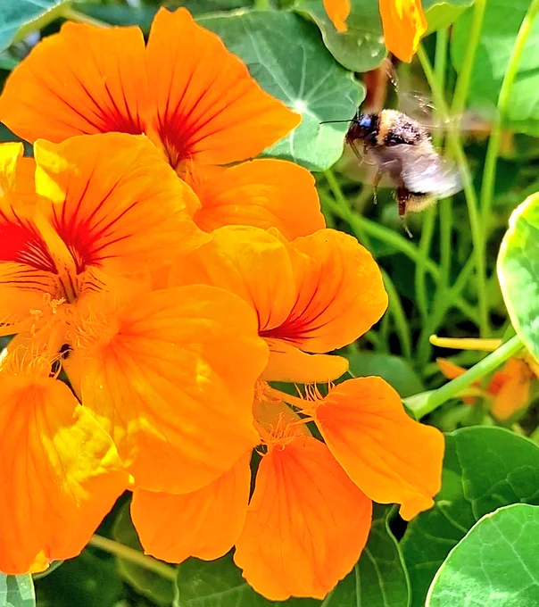 Buff tailed bumblebee mid-flight, covered IIN pollen, wings blurred, hovering above orange nasturtiums 