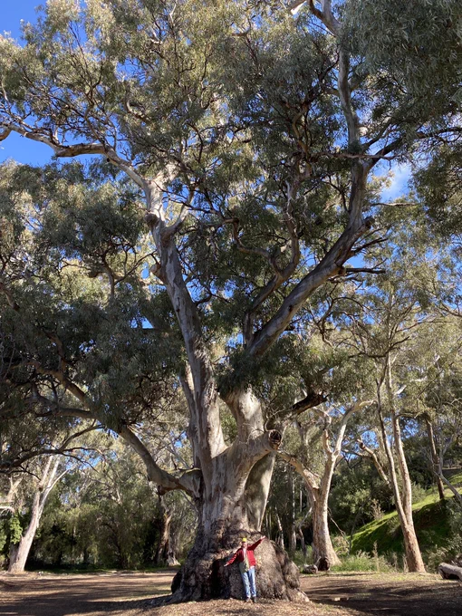 Huge old gum tree with a person at the base for scale