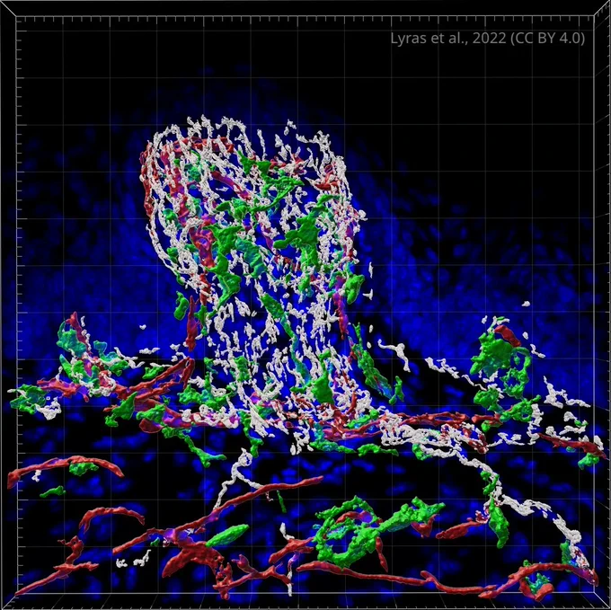 3D reconstruction of mouth tongue tissue stained in blue, green, red and white