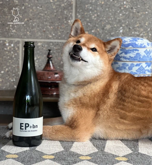 Insanely cute dog who is the world's only canine sommelier posing next to a wine bottle that she is reviewing. 
