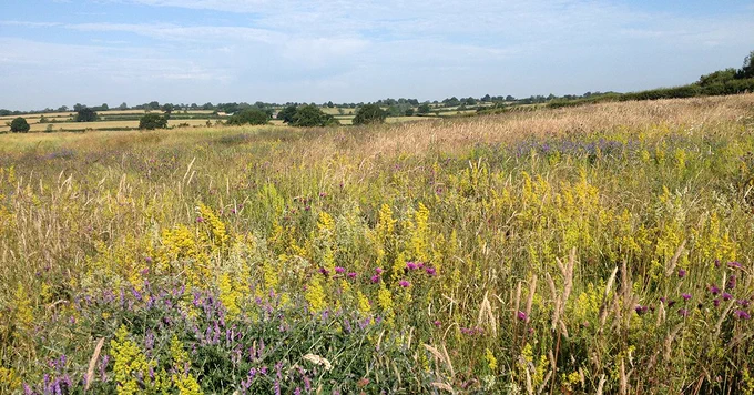 Wildflowers in foreground of a farmed landscape